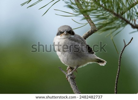 Fledgling loggerhead shrike in a tree