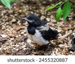 Fledgling magpie on the ground