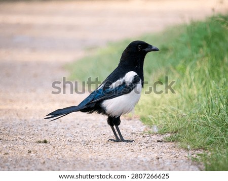 A fledgling magpie standing on a path