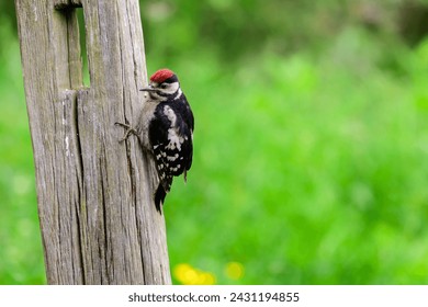 Fledgling male Great spotted woodpecker, Dendrocopos major, climbing a gate post