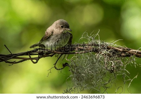Fledgling phoebe perched on a wire