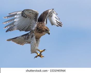 Red Hawk High Res Stock Images Shutterstock