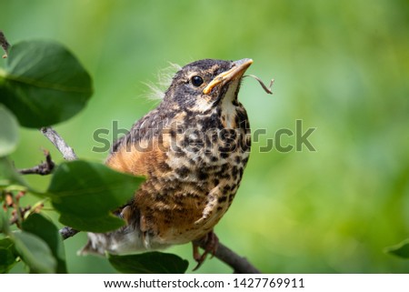 Fledgling robin perched on a branch just after leaving nest