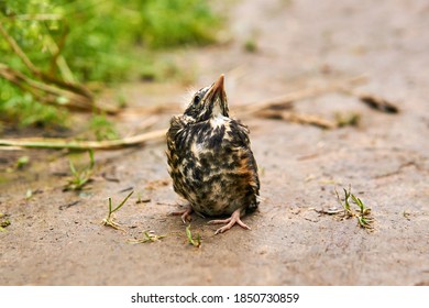 fledgling robin sits on the ground - Shutterstock ID 1850730859