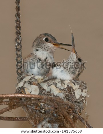 Fledgling Ruby Throated Hummingbirds