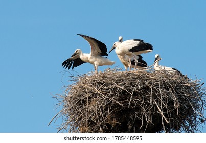 A Fledgling Stork Chick Preparing For Its First Flight From The Nest.