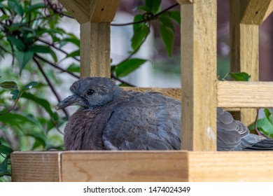 Wood Pigeon Babies Stock Photos Images Photography Shutterstock