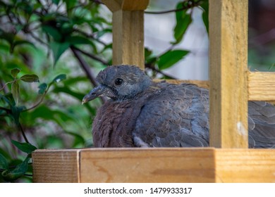 Wood Pigeon Babies Stock Photos Images Photography Shutterstock