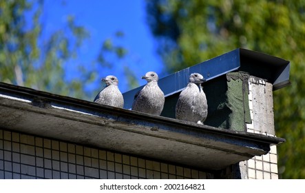 Fledglings of the herring gull (lat.Larus argentatus) stand in line for the start of the first flight. Roof edge. - Shutterstock ID 2002164821