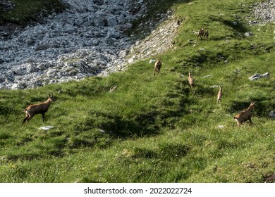 Fleeing Chamois In The Berchtesgaden Alps