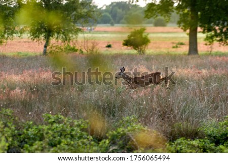 fleeing roebuck jumps through high grass on a natural meadow on a sunny summer evening - sharp head, body in motion