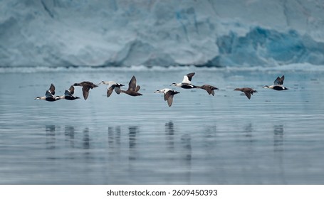 A fleet of 10 common eiders flying (somateria mollissima) over the bay of Kongsfjorden in Svalbard with giant glacier front in the background. Svalbard, Spitzbergen, Norway