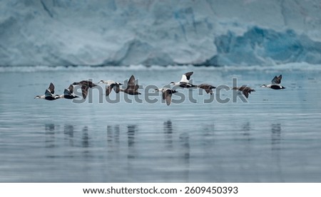 A fleet of 10 common eiders flying (somateria mollissima) over the bay of Kongsfjorden in Svalbard with giant glacier front in the background. Svalbard, Spitzbergen, Norway