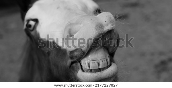 Flehmen\
response closeup from young horse face on\
farm.