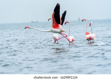 Flemingos about to fly. This was shot in Pulicat lake, Chennai,  India