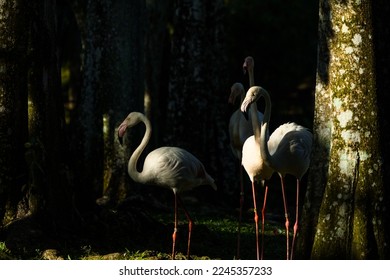Flemingos standing in Sunlight in a dark, shaded place. Focus is on one Flemingo standing directly in sunlight while others are standing a little back from it.