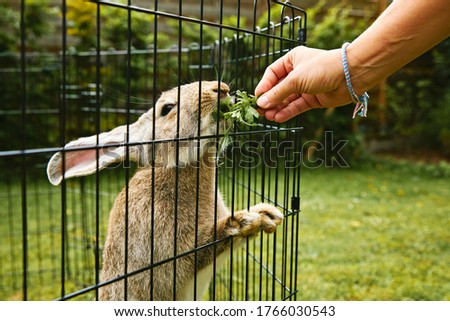 flemish giant rabbit in the enclosure of a private garden with lawn