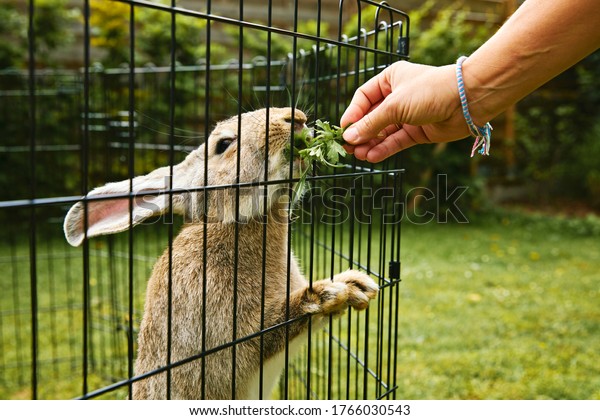 flemish giant rabbit in the enclosure of a private\
garden with lawn