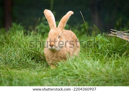 Flemish giant rabbit in grass