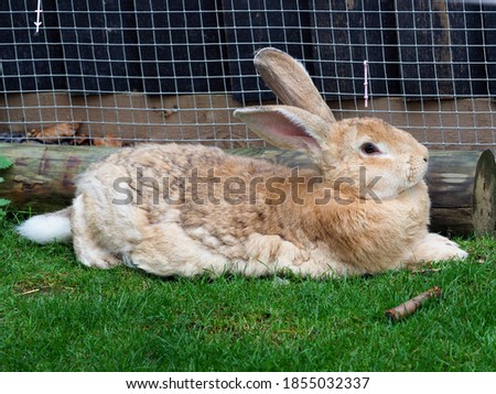 A Flemish Giant rabbit lays down and relaxs on he grass.