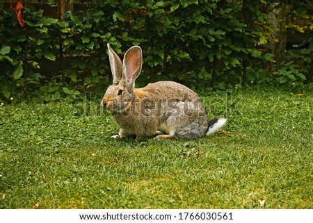 flemish giant rabbit in a private garden with lawn