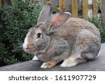 The Flemish Giant rabbit is a very large breed of domestic rabbit, and is normally the largest breed of the species. 