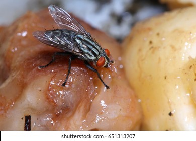 Flesh-eating Animal Images, Stock Photos & Vectors