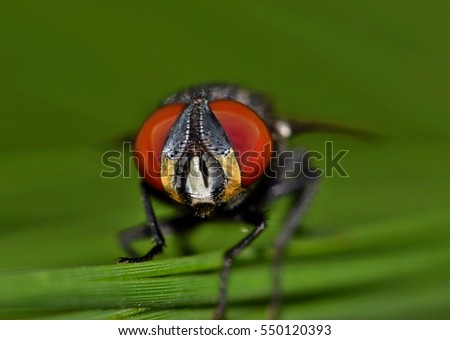 Flesh fly macro portrait emphasizing its red compound eyes. Defocused green nature background.