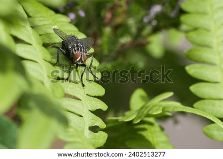 Flesh fly on a green leaf with light and shadow. Hairy legs in black and gray. Insect feeding. Macro shot of a fly