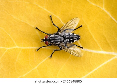 Flesh fly, sarcophaga carnaria, isolated on yellow leaf, top view of a grey flesh fly - Powered by Shutterstock