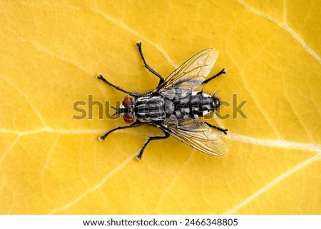 Flesh fly, sarcophaga carnaria, isolated on yellow leaf, top view of a grey flesh fly