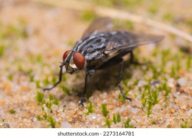 A Flesh fly (Sarcophaga carnaria) standing on the sand between grains of which moss sprouts.