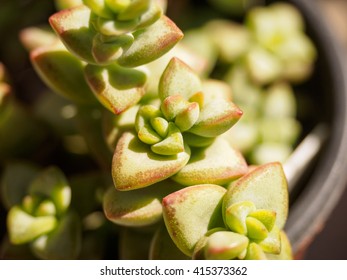 The fleshy