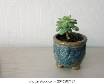 Fleshy Plant In A Blue Flowerpot - Echeveria Prolifica