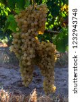 fleshy, slightly acidic, seedless white grapes. grown on manisa and on the coast. In fact, it is consumed as table and dried. but 10 years KavaklIdere wines using these kinds of turkey sugar and get b
