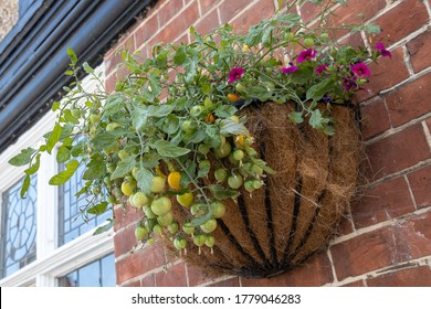 FLETCHING, EAST SUSSEX/UK - JULY 17 : View Of A Hanging Basket With Tomatoes In Fletching East Sussex On July 17, 2020