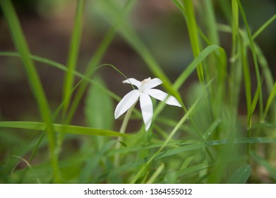 Fleur Blanche Stock Photos Images Photography Shutterstock