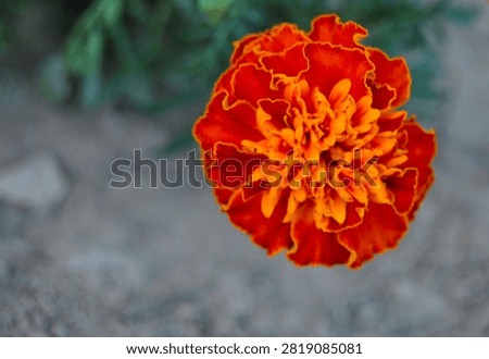 Fleur d'Oeillet d'Inde orange macro et détaillée