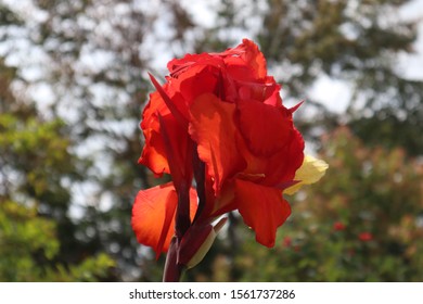 Fleur Rouge Images Stock Photos Vectors Shutterstock