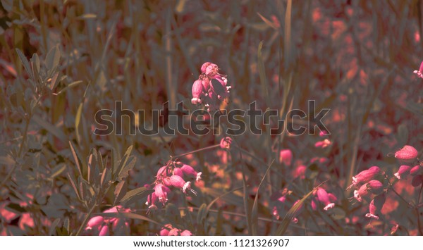 Fleur Sauvage Rose Perdu Dans Les Nature Stock Image