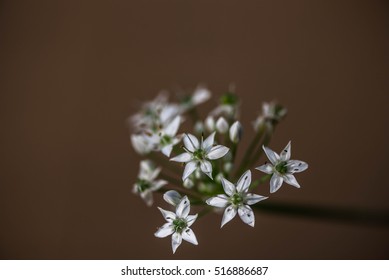 Fleurette