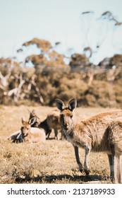 Fleurieu Peninsula Kangaroos In The Wild