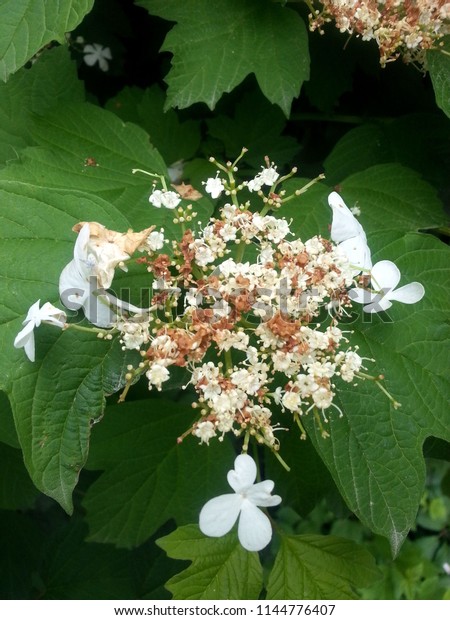 Fleurs Blanches Et Marron Larges Feuilles Stock Photo Edit