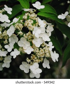 Fleur Blanche Stock Photos Images Photography Shutterstock