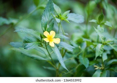 Fleur Jaune Jonquille Sur Un Pré Vert