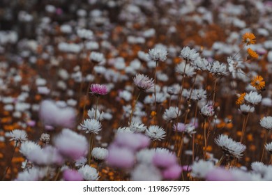 Fleur Blanche Images Stock Photos Vectors Shutterstock