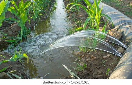 Flexible Irrigation Tubing System Rowcropped Leveledtograde Stock Photo ...