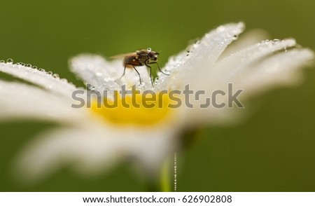 Similar – Image, Stock Photo Bee Nature Plant Animal