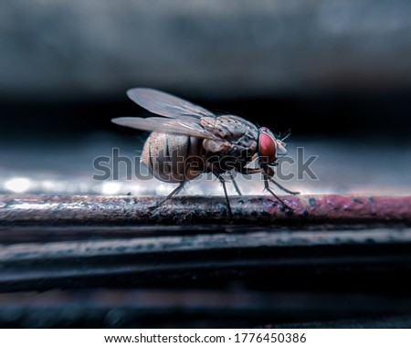 A flie with red eyes macro photo