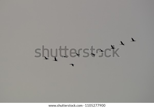 Fliegende Kraniche Der Ostsee Flying Cranes Stock Photo Edit Now